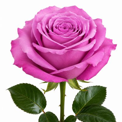 ROSE ENCHANTED
