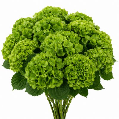 HYDRANGEA GREEN MINI DARK