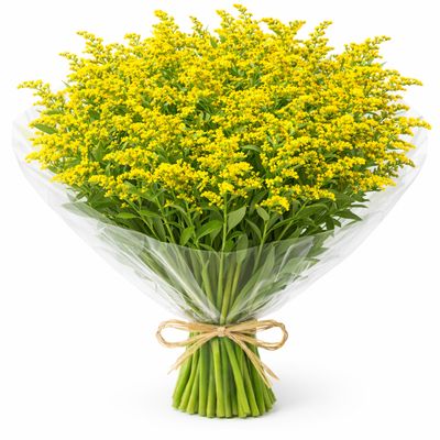 SOLIDAGO ASTER