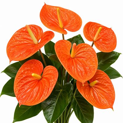 ANTHURIUM ORANGE LARGE