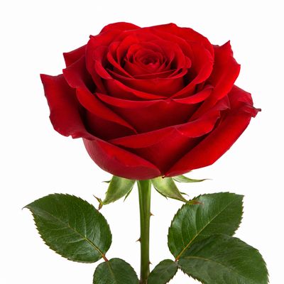 ROSE MONDIAL
