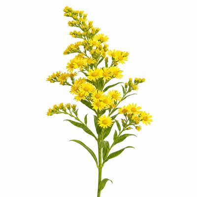 ASTER YELLOW SOLIDAGO