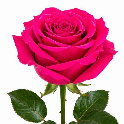 ROSE HOT PINK MONTY