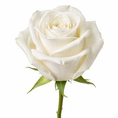 ROSE WHITE PLAYA BLANCA