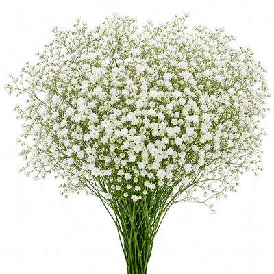 GYPSOPHILA WHITE