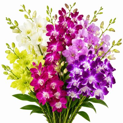 DENDROBIUM ORCHIDS ASSORTED