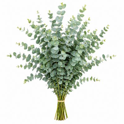 EUCALYPTUS PARVIFOLIA