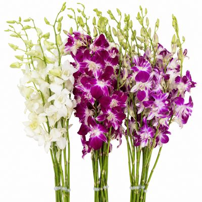 ORCHID DENDRO ASSORTED