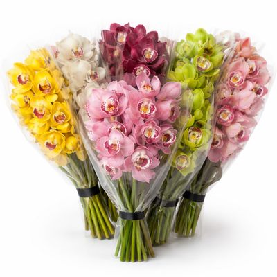 MIMI CYMBIDIUMS ASSORTED