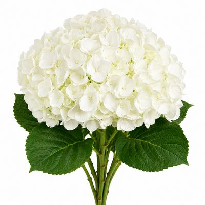 HYDRANGEA WHITE