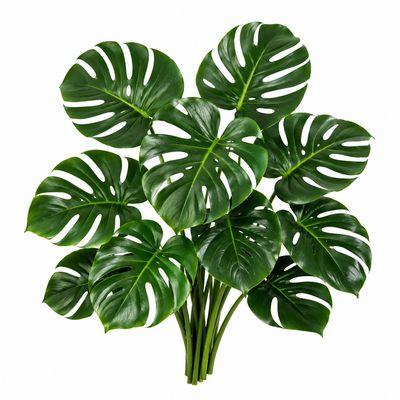 MONSTERA LEAVES SMALL