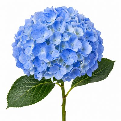 HYDRANGEA BLUE