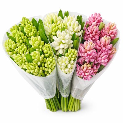 HYACINTH 3 COLOR