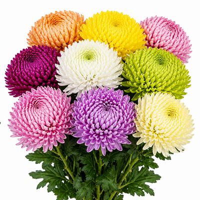 MUM FUJI ASSORTED ANASTASIA