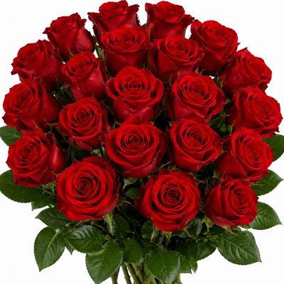RED ROSES EXPLORER