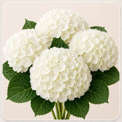 HYDRANGEA WHITE SELECT