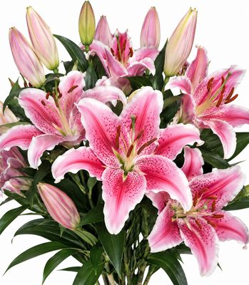 ORIENTAL PINK LILY