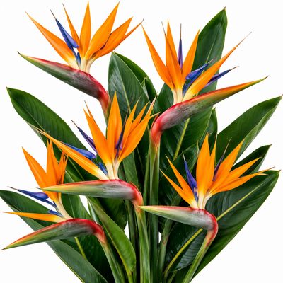 BIRDS OF PARADISE