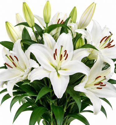 LILY ORIENTAL WHITE