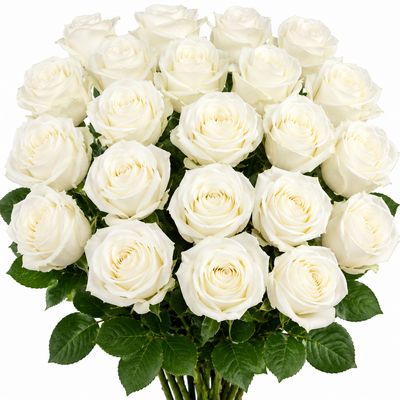 WHITE PLAYA BLANCA ROSE