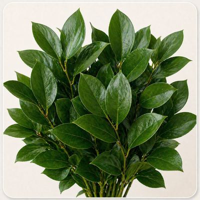 SALAL
