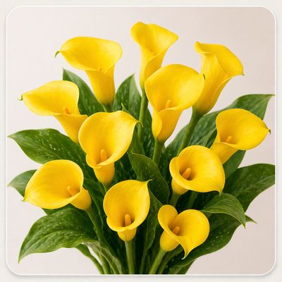 CALLA MINI YELLOW