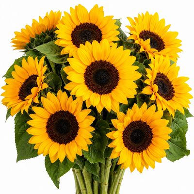 SUNFLOWERS VINCENT SELECT