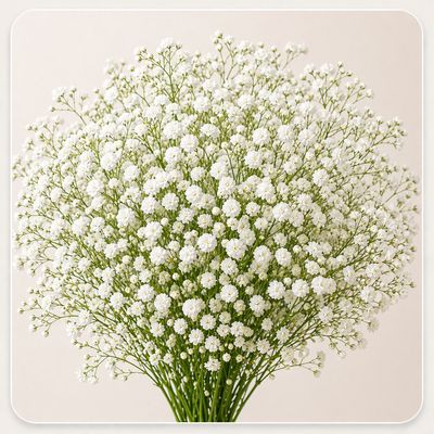 GYPSOPHILA WHITE