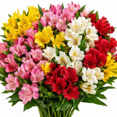 ALSTROEMERIA ASSORTED