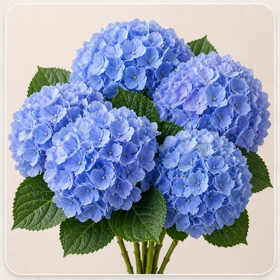 HYDRANGEA BLUE SELECT