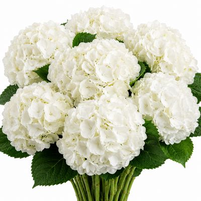 HYDRANGEA SELECT WHITE