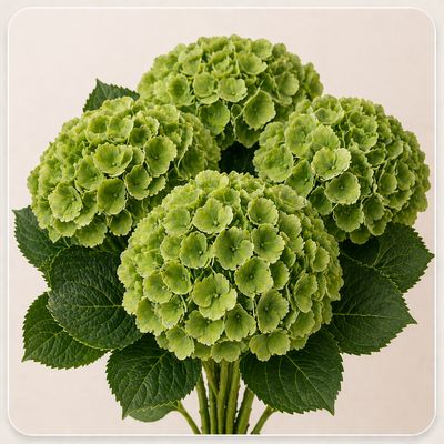 HYDRANGEA GREEN DARK