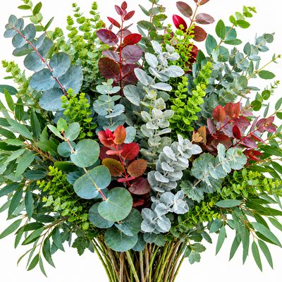 EUCALYPTUS ASSORTED