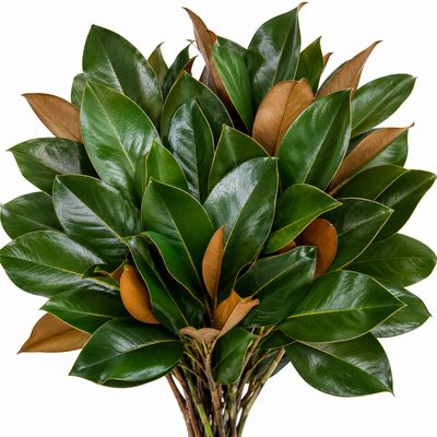 LEATHER LEAVES