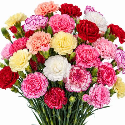 CARNATIONS ASSORTED