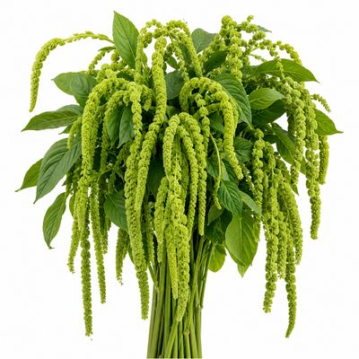 AMARANTHUS GREEN