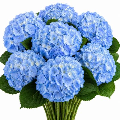 HYDRANGEA BLUE SELECT