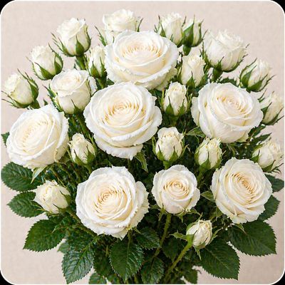 ROSE WHITE MONDIAL