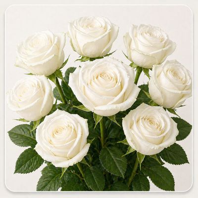 ROSE WHITE MONDIAL