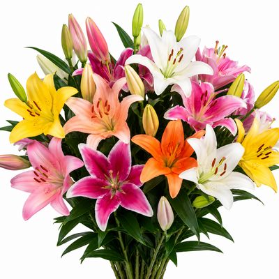 LILY HYBRID CUSTOM MIX