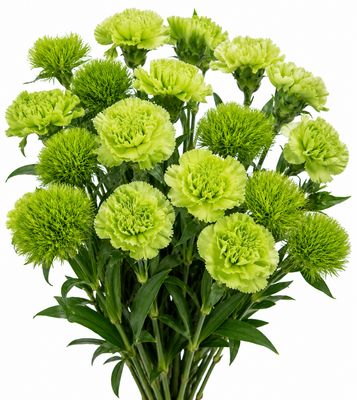 DIANTHUS GREEN