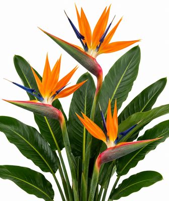BIRDS OF PARADISE