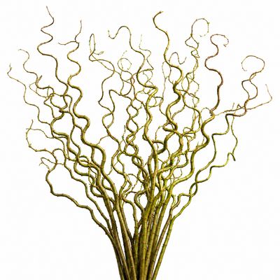 CURLY WILLOW