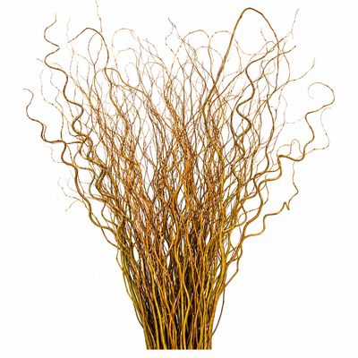 CURLY WILLOW