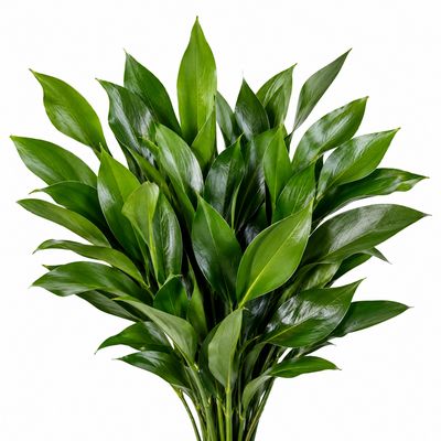 LEATHER LEAF