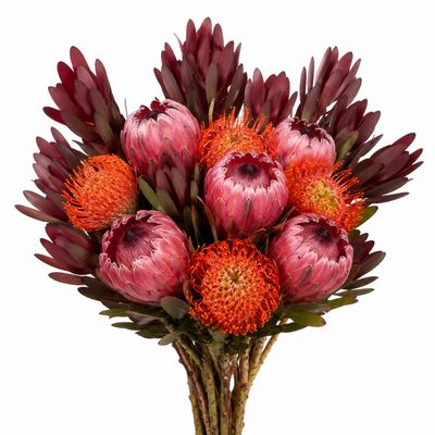 PROTEA ASSORTED