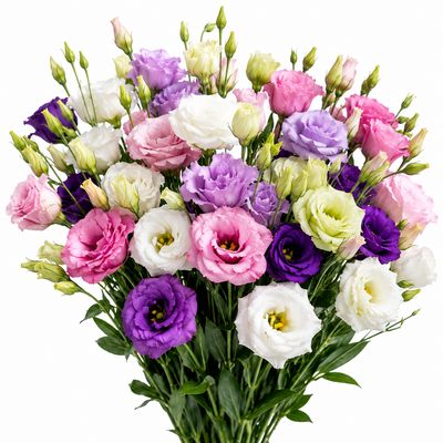 LISIANTHUS ASSORTED