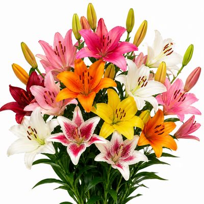 LILY L.A. HYBRID ASSORTED
