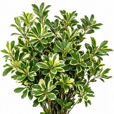 PITTOSPORUM VARIEGATED