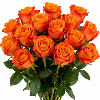 ROSE ORANGE CRUSH